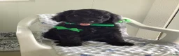 Goldendoodle dogs for sale: Macho-F1bb-Goldendoodle 2 - Ad 3