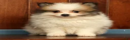 Pomeranian dogs for sale: Mitch - Ad 5