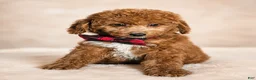 Mini Goldendoodle dogs for sale: Graham – Petite Mini F1BB Goldendoodle – Head StartGoldendoodle • Potty & Crate Trained - Ad 6