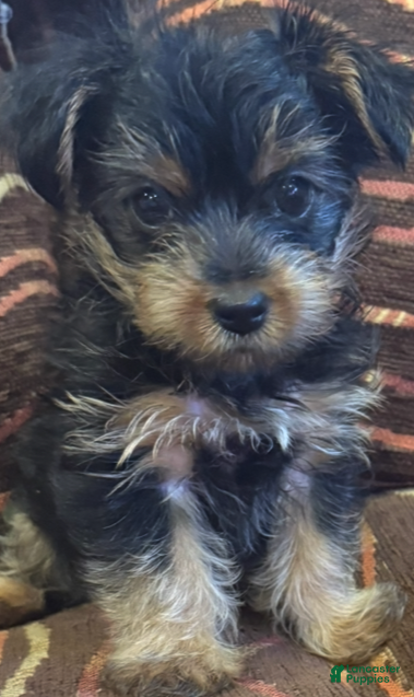 Yorkshire Terrier dogs Girl - Ad 3