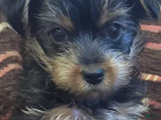 Yorkshire Terrier dogs Girl - Ad 3