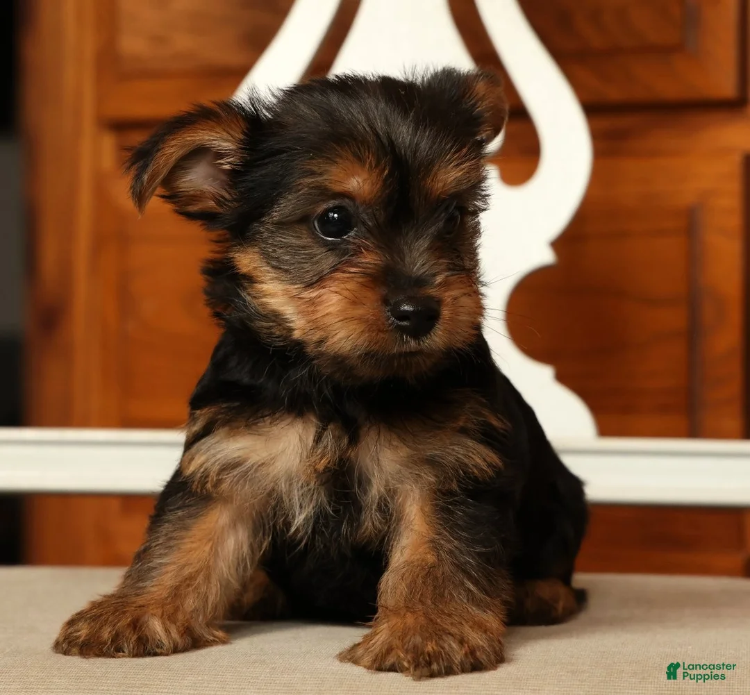 Yorkshire Terrier dogs for sale: Lila - Ad 1