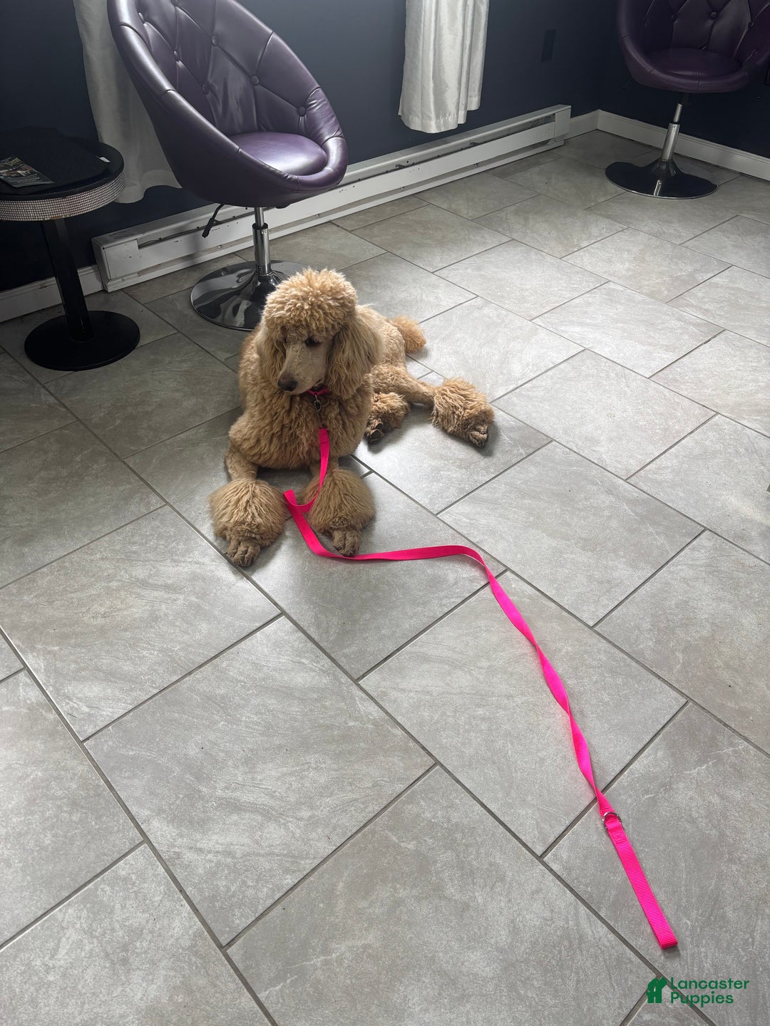 Goldendoodle dogs for sale: Hazel - Ad 10