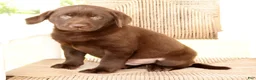 Labrador Retriever dogs for sale: Diesel - Ad 7
