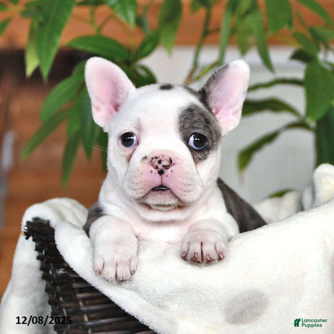 Frenchton dogs for sale: Ellen  - Ad 1
