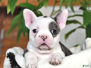 Frenchton dogs Ellen - Ad 16