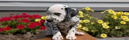 Dalmatian dogs for sale: Layla - Ad 5