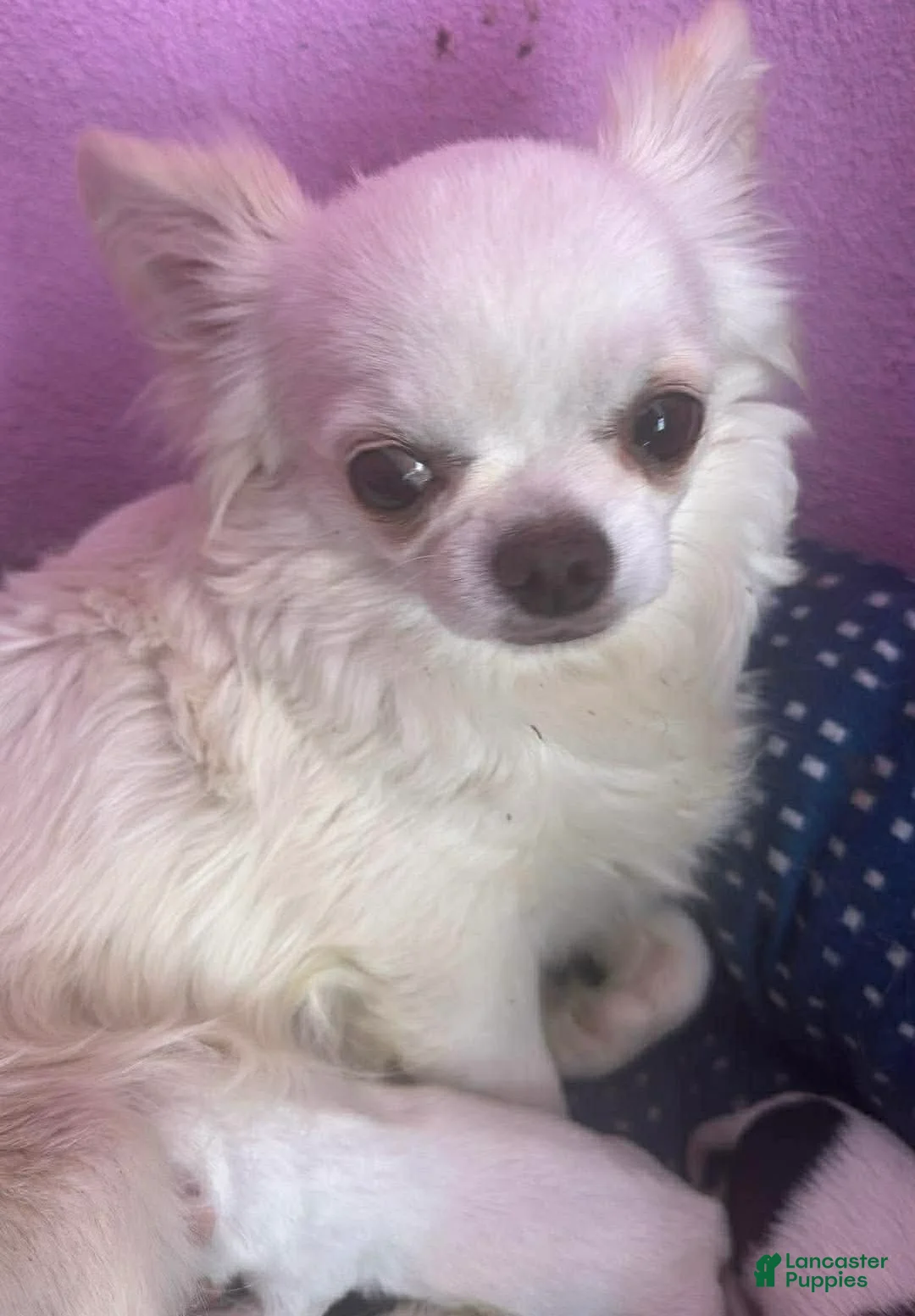 Chihuahua dogs for sale: Oreo  - Ad 4
