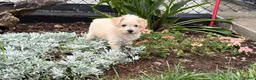 Schnoodle dogs for sale: Missy - Ad 3