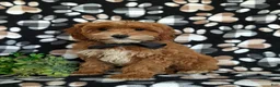 Cavapoo dogs for sale: Christoffer - Ad 3