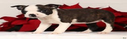 Boston Terrier dogs for sale: Susie - Ad 4