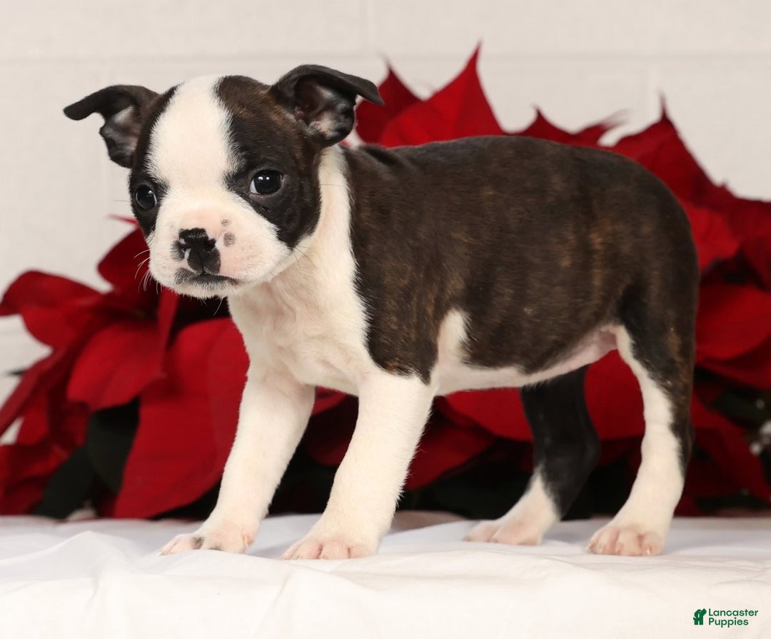 Boston Terrier dogs for sale: Susie - Ad 4