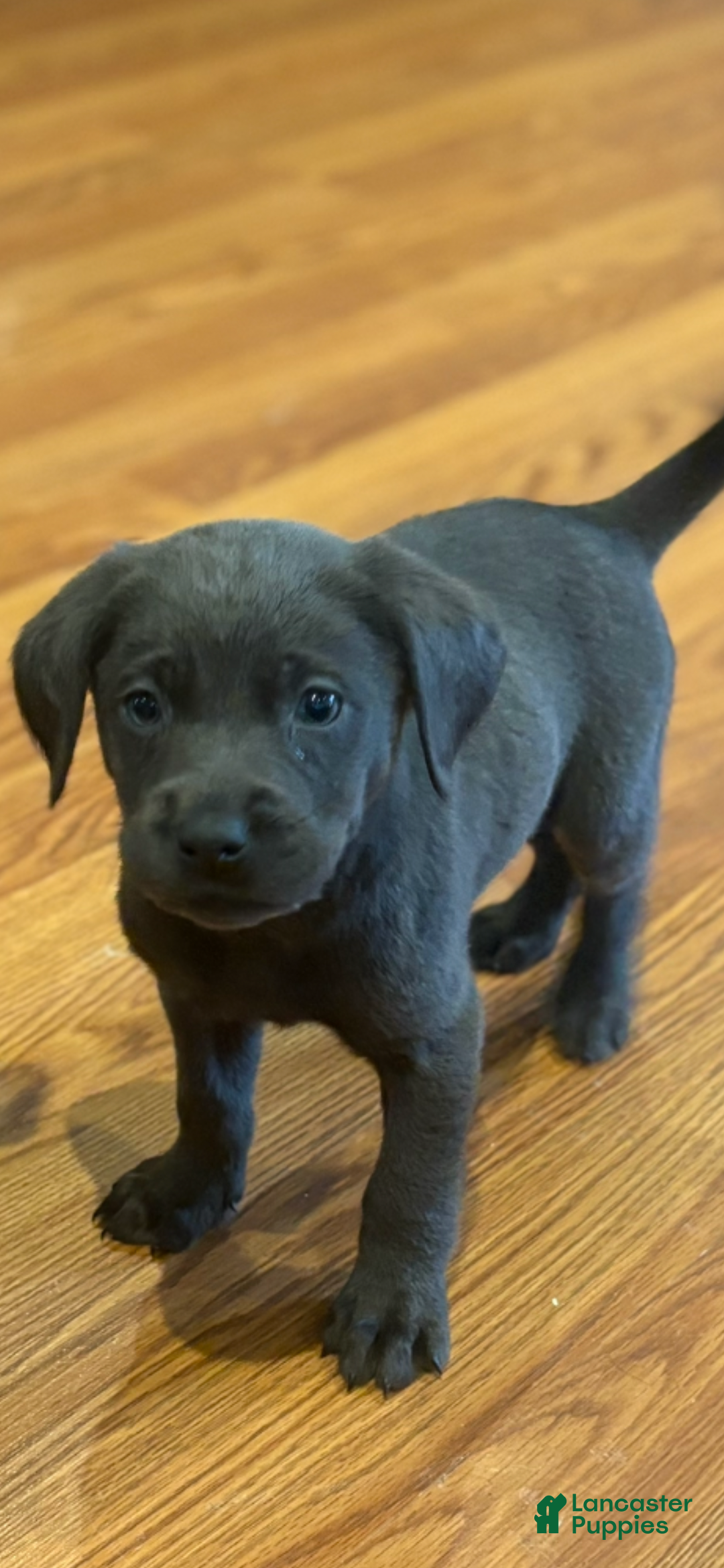 Labrador Retriever dogs for sale: Scout - Ad 2