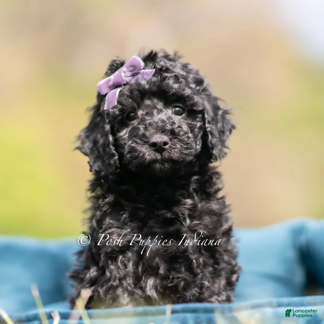 Maltipoo dogs for sale: Maisy - Ad 1