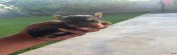 Yorkshire Terrier dogs for sale: Yorkshire Terrier 1 - Ad 1