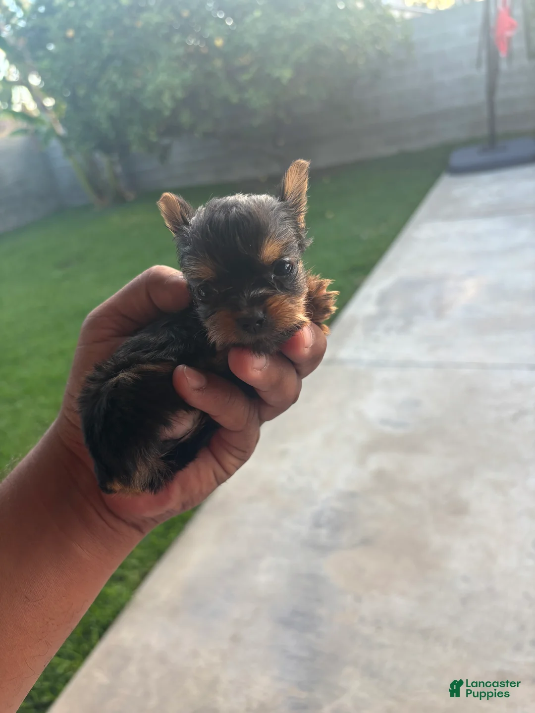 Yorkshire Terrier dogs for sale: Yorkshire Terrier 1 - Ad 1