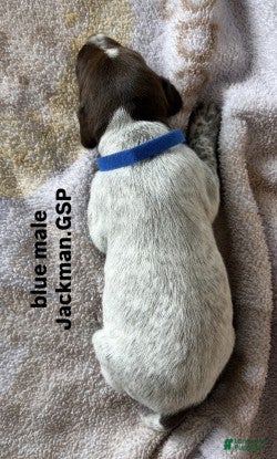 German Shorthaired Pointer dogs Blue Male - Ad 2