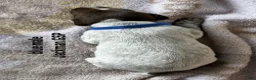 German Shorthaired Pointer dogs for sale: Blue Male - Ad 2