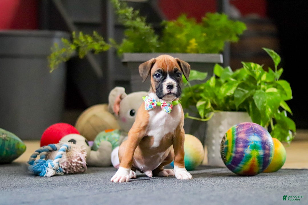Boxer dogs for sale: Maxl - Ad 18