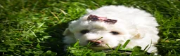Maltese dogs for sale: Dixie💕   - Ad 8