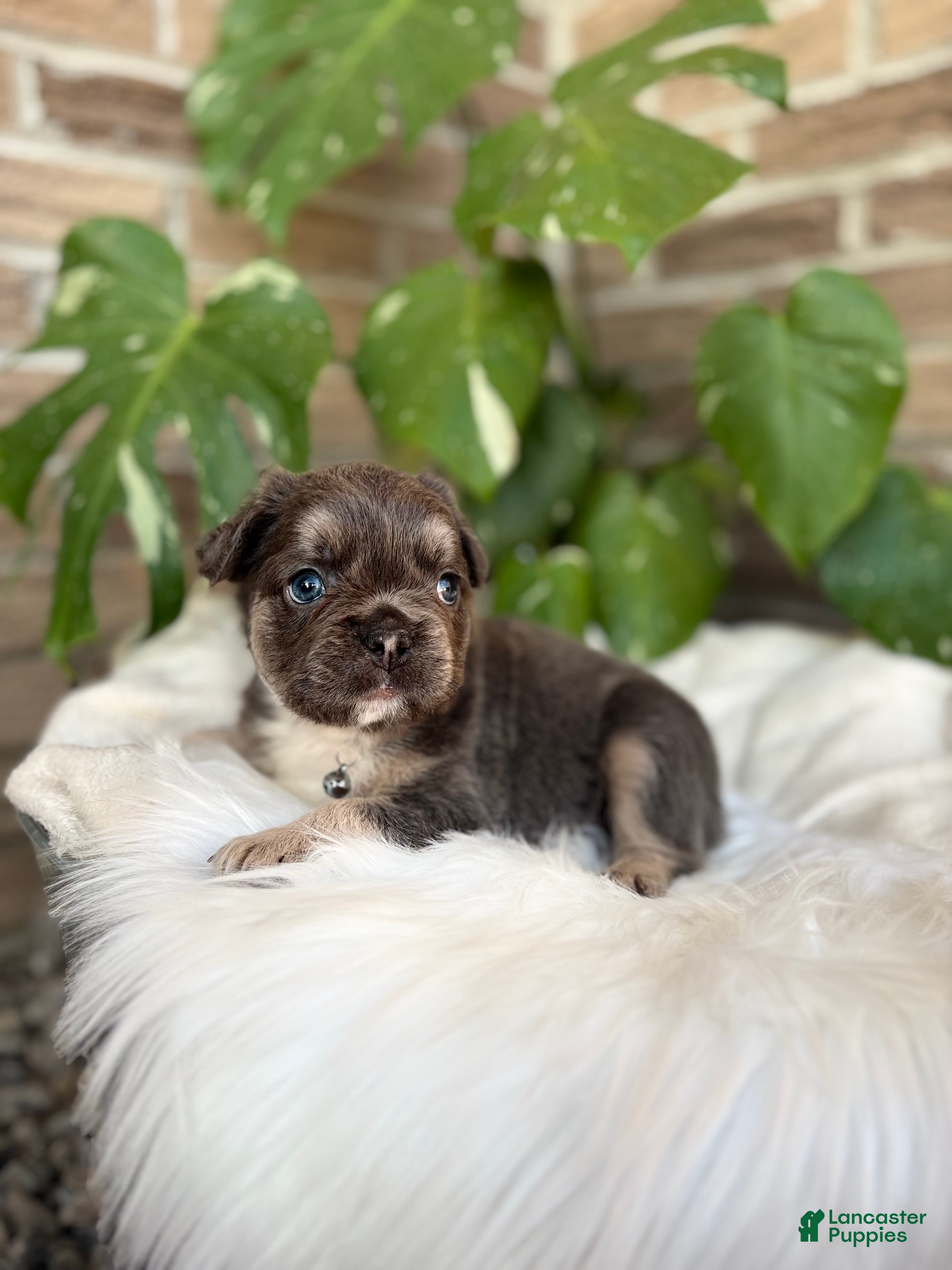 French Bulldog dogs French Bulldog Puppy 1 - Ad 1