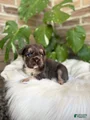 French Bulldog Puppy 1