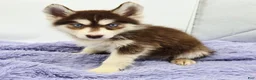 Siberian Husky dogs for sale: Spice - Ad 4
