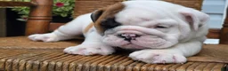 English Bulldog dogs for sale: Bowie - Ad 6