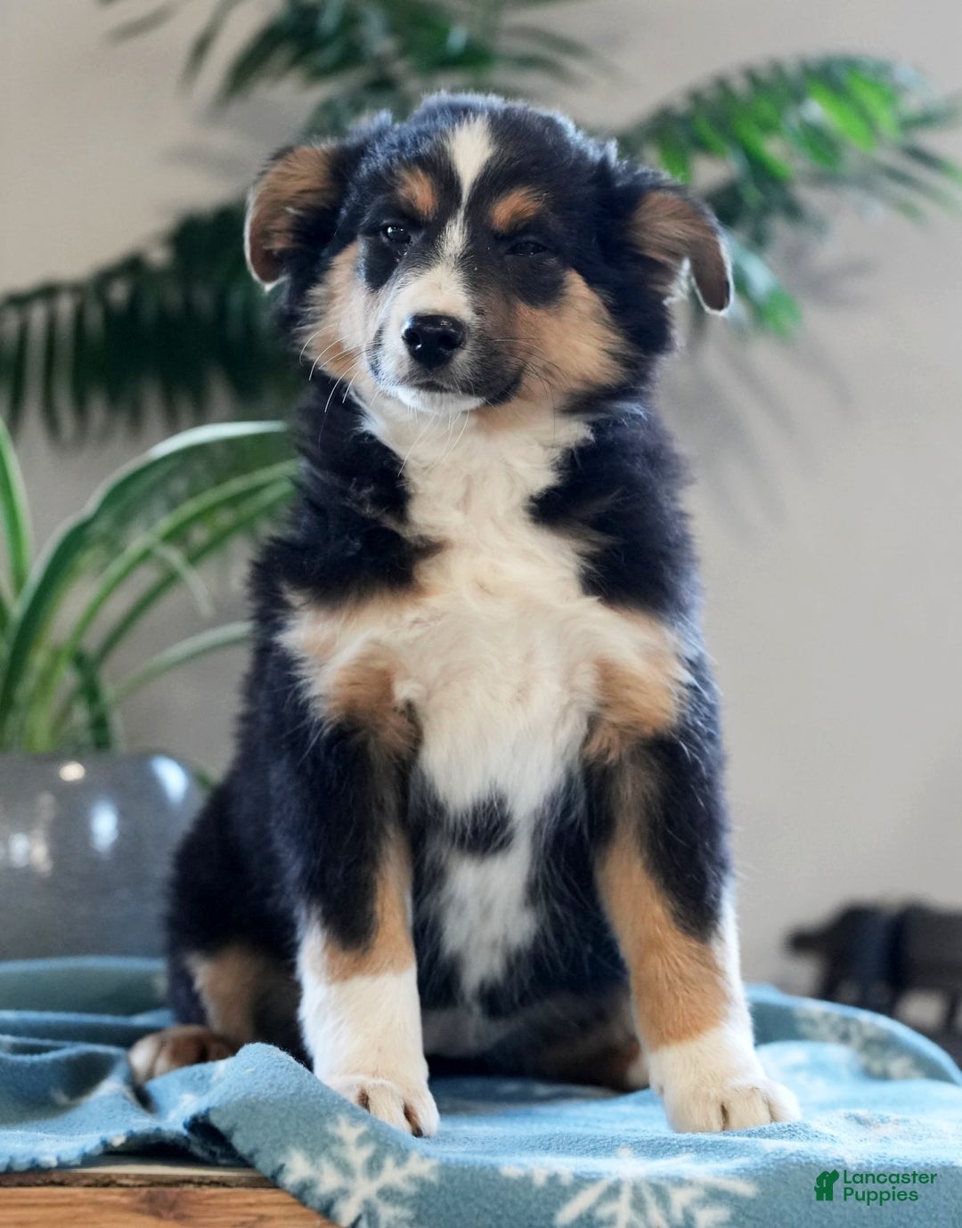 Australian Shepherd dogs for sale: Sasha - Ad 2