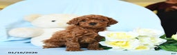 Toy Poodle dogs for sale: Wiggles - Ad 2
