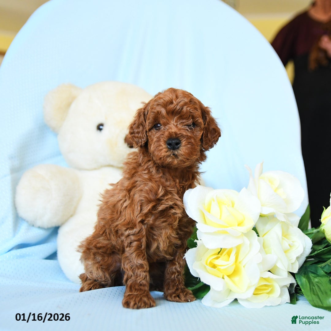 Toy Poodle dogs for sale: Wiggles - Ad 2