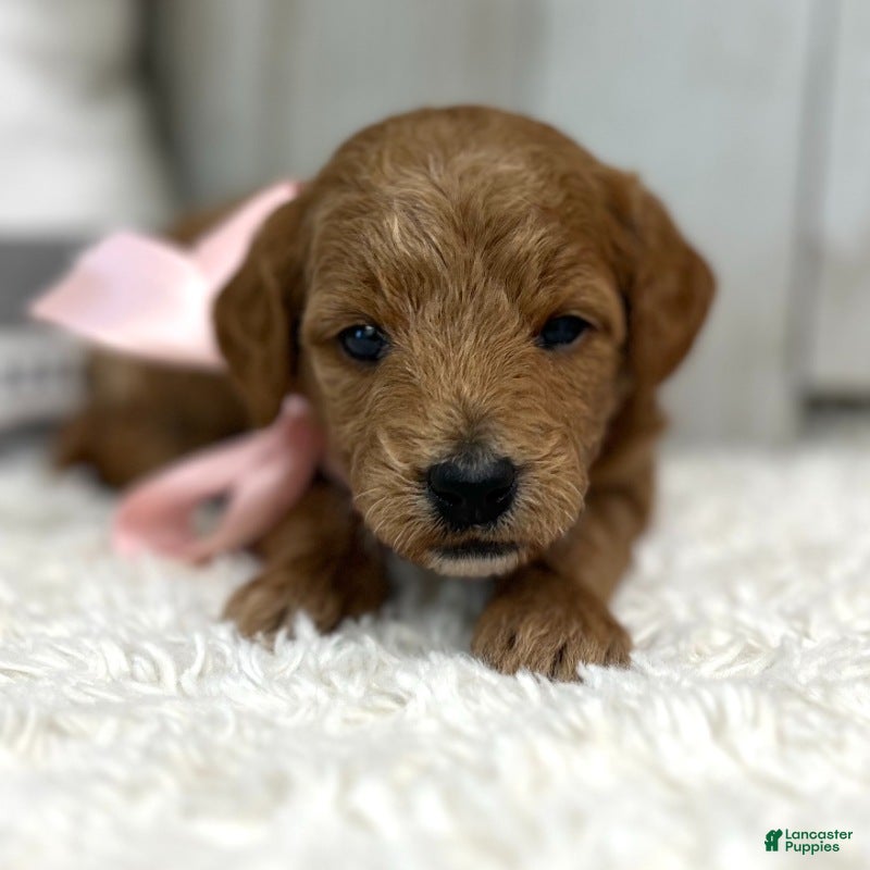 Mini Goldendoodle dogs Lucy (Micro Mini Girl) - Ad 1