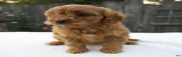 Cavapoo dogs for sale: Greta - Ad 6