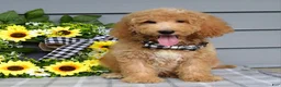 Goldendoodle dogs for sale: Jackson - Ad 6