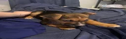 Mixed Breed dogs for sale: Blue - Ad 2