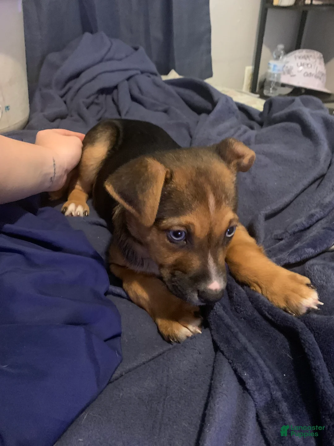Mixed Breed dogs for sale: Blue - Ad 2