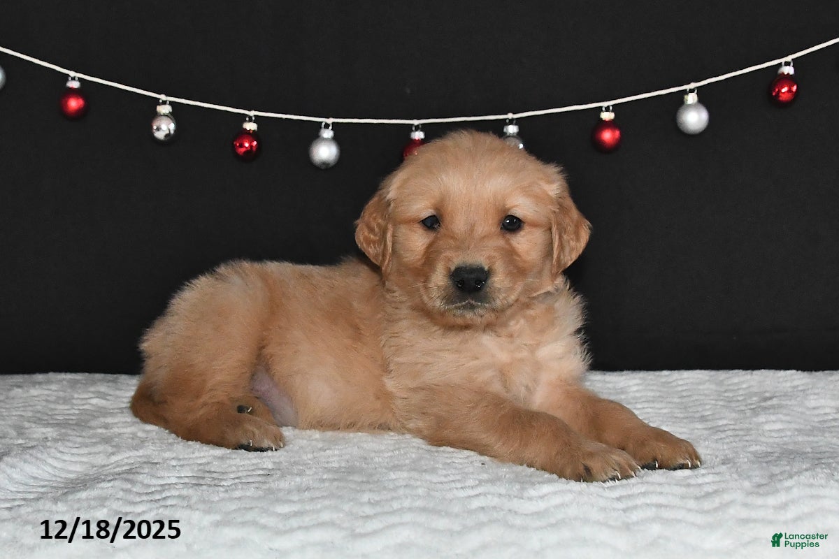 Golden Retriever dogs Austin - Ad 12