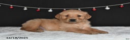 Golden Retriever dogs for sale: Austin - Ad 1