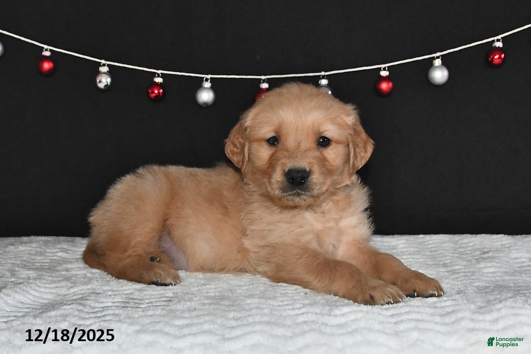 Golden Retriever dogs for sale: Austin - Ad 1