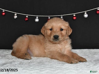Golden Retriever dogs Austin - Ad 22