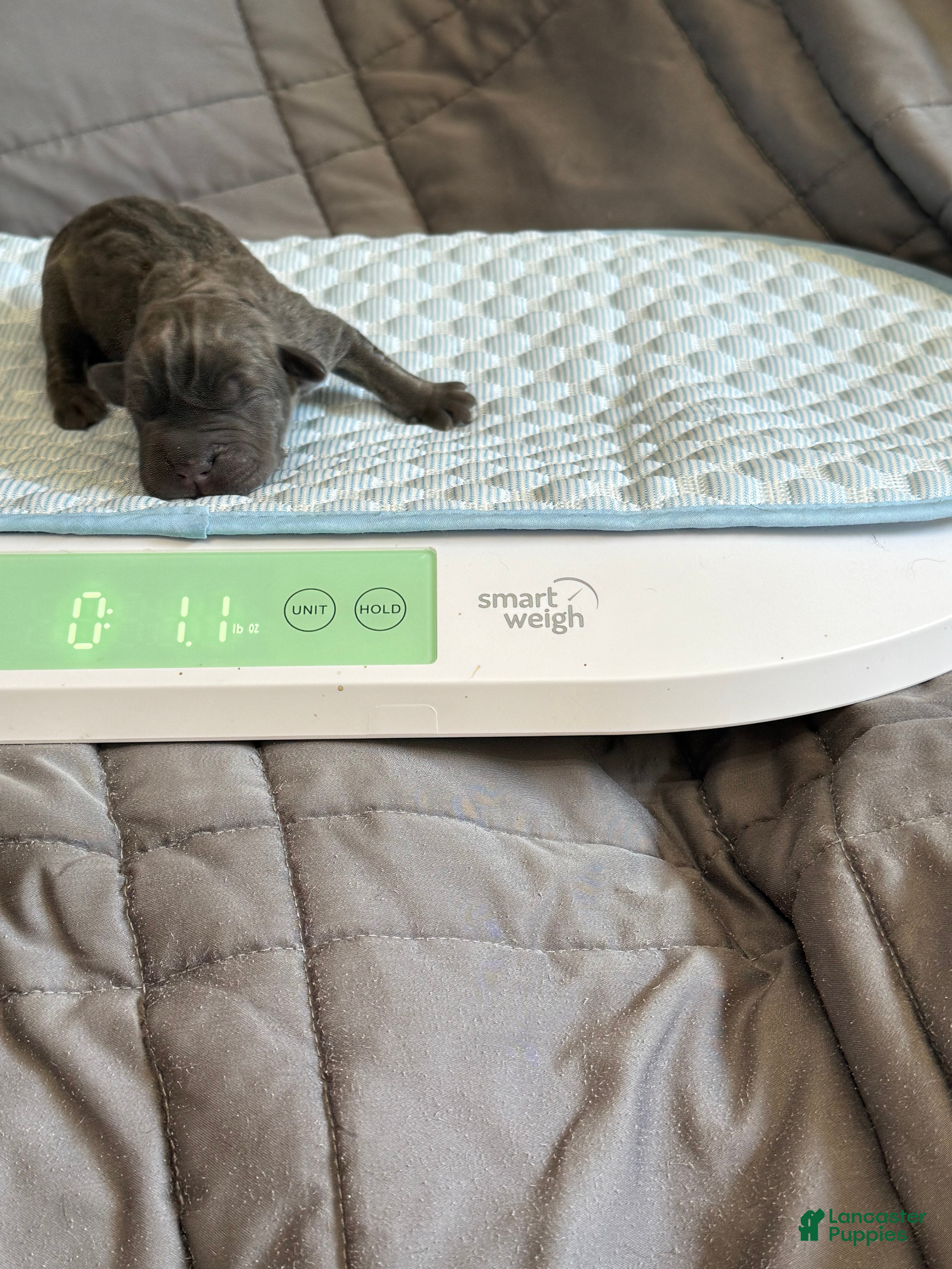 Cane Corso dogs Cane Corso 1 Gray/Blue - Ad 1