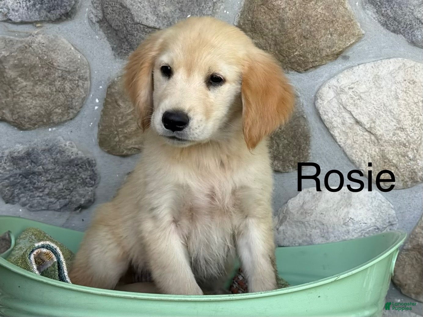 Golden Retriever dogs Rosie - Ad 1