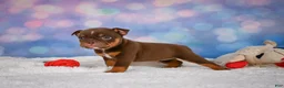 English Bulldog dogs for sale: Chloe - Ad 8
