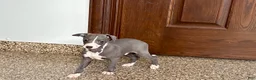 Italian Greyhound dogs for sale: TJ  - Ad 5