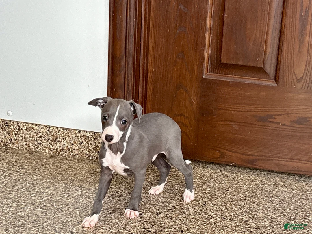 Italian Greyhound dogs for sale: TJ  - Ad 5