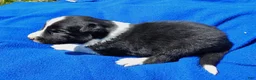 Border Collie dogs for sale: Finnley  - Ad 16