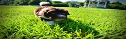 Havapoo dogs for sale: Bandit - Ad 11