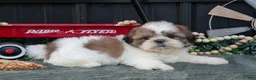 Shih Tzu dogs for sale: Cody - Ad 2