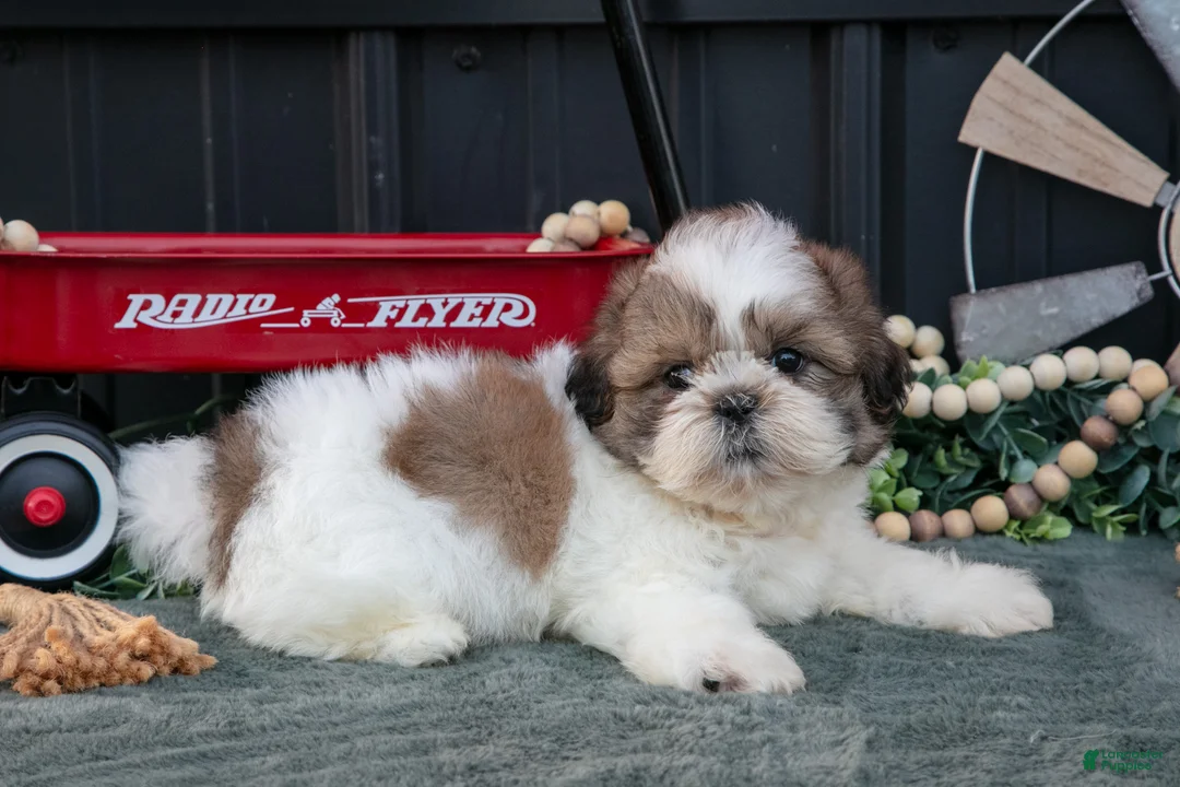 Shih Tzu dogs for sale: Cody - Ad 2