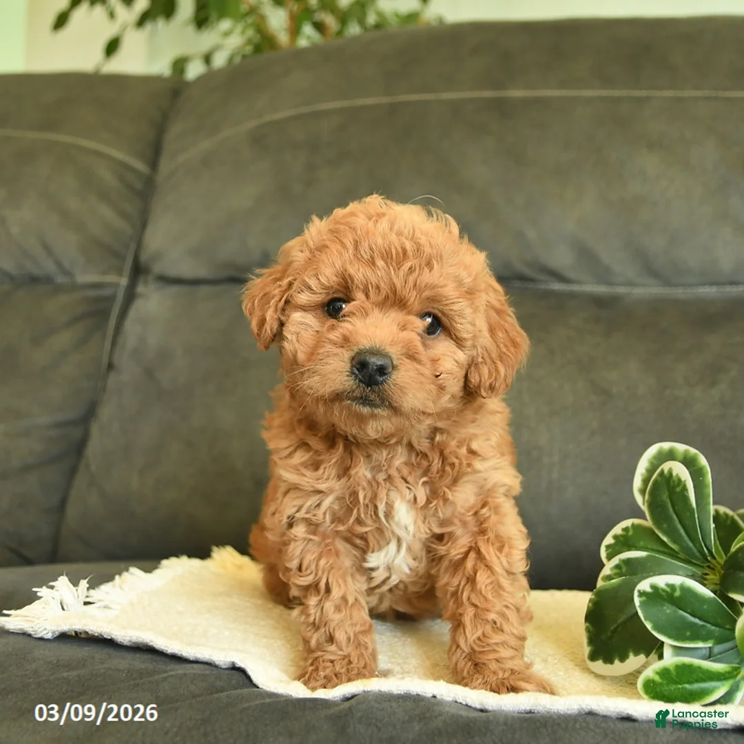 Labradoodle dogs for sale: Chuckles  - Ad 1
